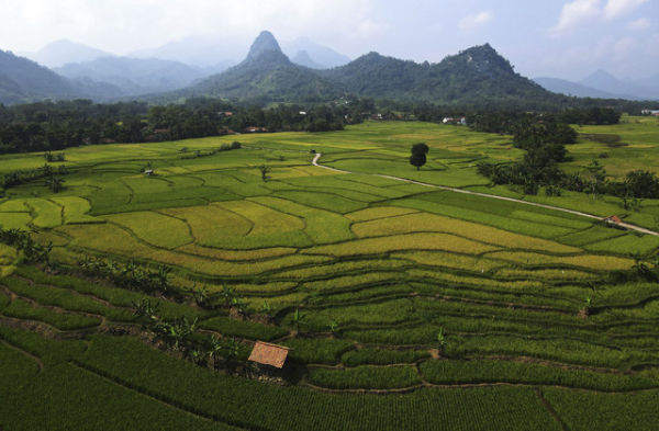 Pemandangan persawahan di Bantar Kuning, Bogor. Foto: Shutterstock