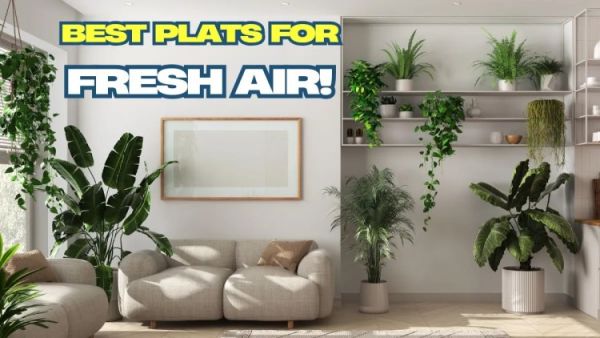 bestplantsforfreshair 1737440805011 1