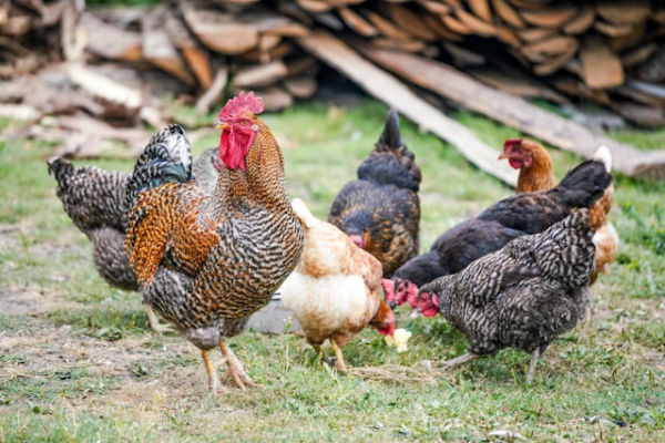 Apakah Ayam Memiliki Tulang Belakang. Foto hanya ilustrasi. Sumber foto: Unsplash/Zosia