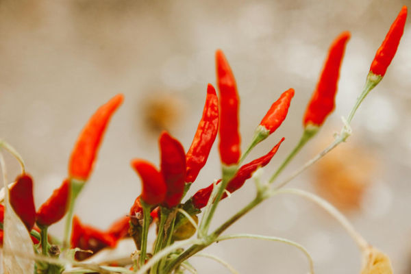 Ilustrasi penyebab tanaman cabe mati pucuk. Foto: Pexels.com/ROMAN ODINTSOV