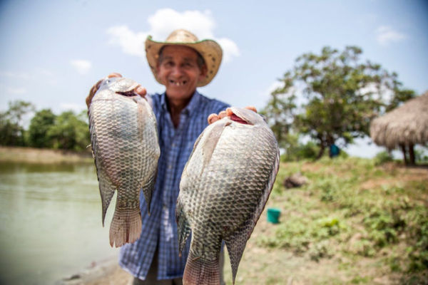 Ilustrasi Cara Pengairan Ikan Nila untuk Kolam Beton dan Kolam Tanah, Foto: Pexels/FRANK MERIÑO