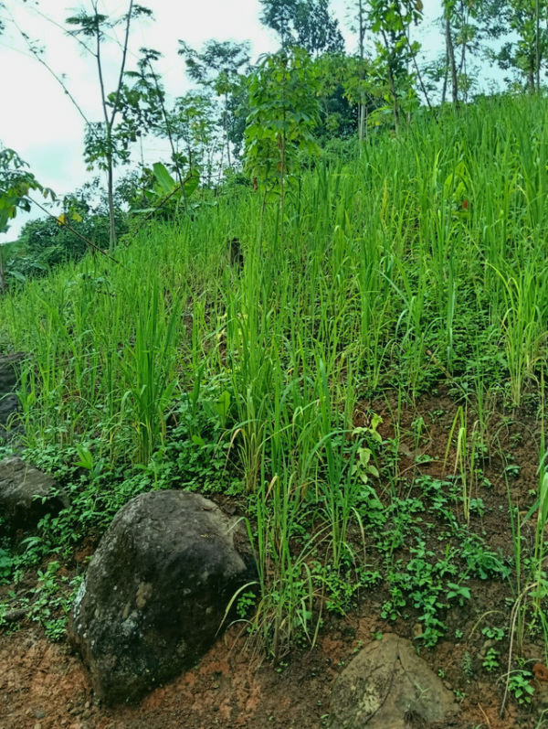 Padi huma di Kampung Adat Baduy Luar. Foto: Dokumentasi Pribadi