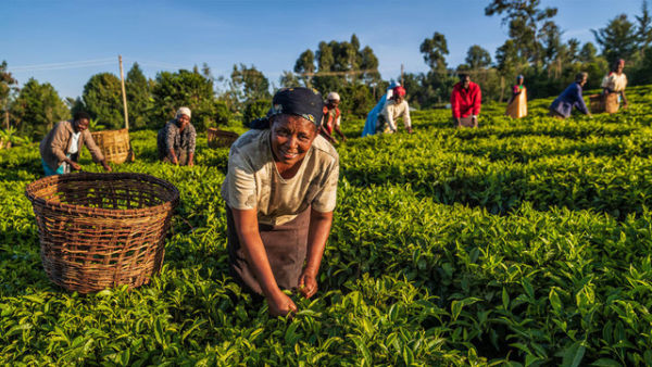 Ilustrasi sektor agribisnis. Foto: WBCSD 