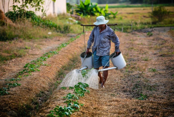 Ilustrasi pekerjaan di sektor agribisnis. Foto: Wikifarmer 