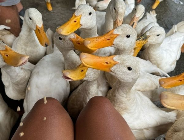 Fran getting a massage from the ducks as she feeds them food. Photo courtesy of Fran Lavish