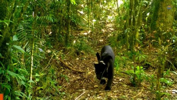 Slamet Ramadhan, si macan tutul Jawa di Gunung Ciremai. Foto: Dok. KLHK dan Balai Taman Nasional Gunung Ciremai