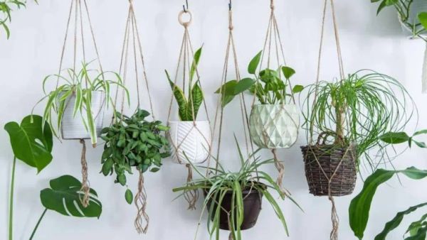 Hanging plants Idea