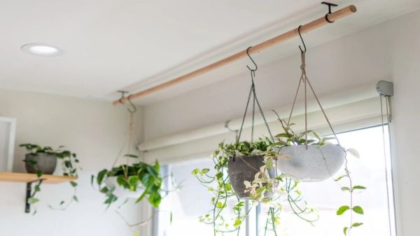 Hanging plants at door