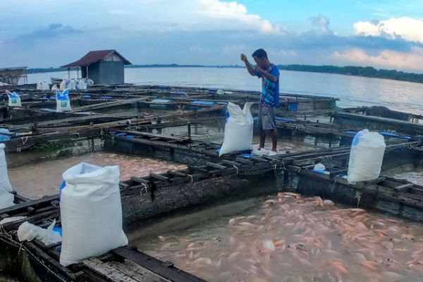 Petani merapikan karung berisi pakan dan obat di keramba apung tempat budi daya ikan nila Sungai Batanghari, Pematang Jering, Muaro Jambi, Jambi, Senin (26/2/2024). Foto: Wahdi Septiawan/ANTARA FOTO