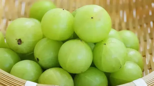 Amla01