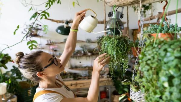 Plant watering