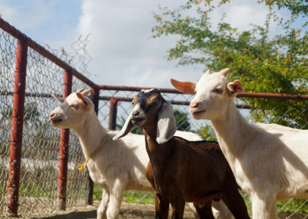 Ilustrasi Cara Merawat Kambing Hamil, Unsplash/Jorge Salvador