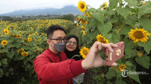 Pengunjung berswafoto di ladang bunga matahari di Dusun Mujung, Desa Pandanrejo, Kota Batu, Jawa Timur, Sabtu (30/4/2022). Menikmati liburan Lebaran bisa dengan berkunjung ke Kota Batu, Jawa Timur. Selain bisa merasakan hawa yang sejuk, wisatawan juga bisa berfoto-foto di tempat wisata alam. Salah satunya adalah ladang bunga matahari seluas 2.500 meter persegi dengan 3.000 pohon yang berada di Kota Batu. Perlu diketahui, wisatawan tidak bisa sewaktu-waktu datang karena bunga matahari punya masa mekar terbatas. Untuk bisa masuk ke ladang bunga matahari, wisatawan hanya cukup merogoh kocek Rp 10.000. Kini, fasilitas yang terbaru, terdapat lima spot foto yang bisa dimanfaatkan dengan tema suku Indian dan aesthetic. Tribunnews/Jeprima