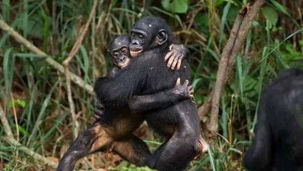 Bonobo juveniles hugging each other (Pan paniscus). Lola Ya Bonobo Santuary, Democratic Republic of Congo. Oct 2010.