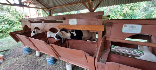 Kondisi perkandangan di salah satu peternak di Cijulang, Pangandaran (sumber : doc. pribadi)