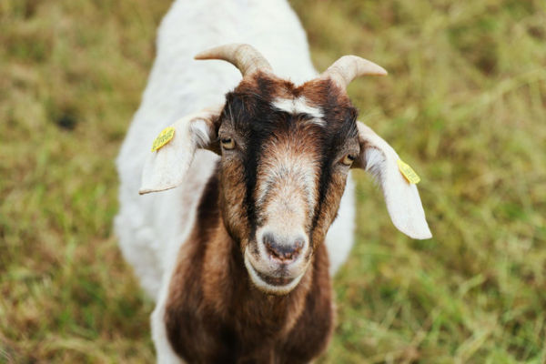 Ilustrasi cara ternak kambing etawa untuk pemula. Foto: Pexels.com/Christina & Peter