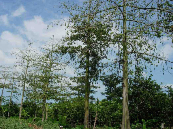 Kapuk, tanaman serat buah yang sangat potensial di kembangkan di Indonesia