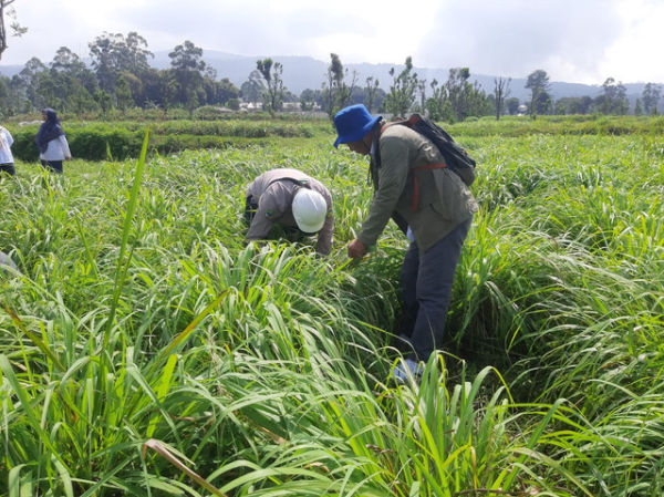 Serai wangi yang sangat potensial sebagai tanaman energi karena menghasilkan minyak atsiri dan biomassa sebagai pengganti bahan bakar fosil