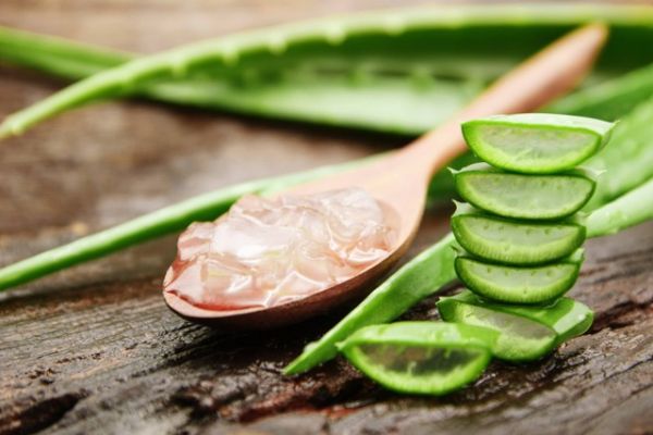 Ilustrasi Aloe Vera atau Lidah Buaya. Foto: Shutterstock