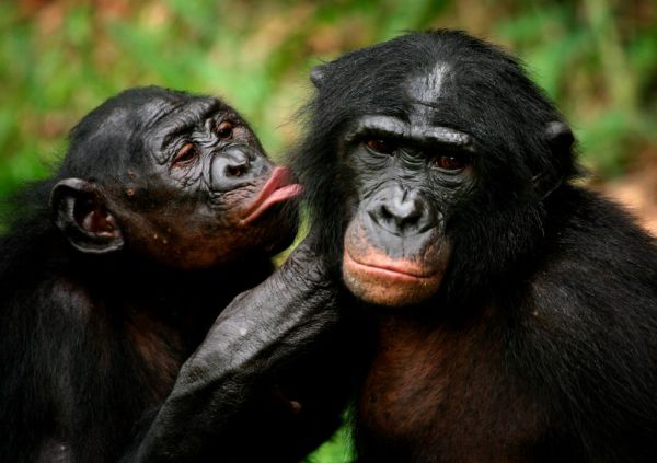 Bonobo apes grooming each other at a sanctuary outside of Kinshasa, Congo on October 31, 2006