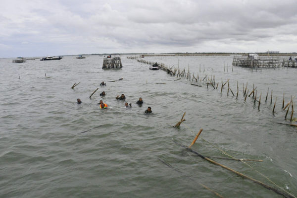 TNI AL bersama Instansi Maritim dan nelayan teruskan pembongkaran pagar laut yang sudah mencapai 18,7 Km di Tangerang, Banten, Senin (27/1/2025). Foto: Dok. Dinas Penerangan Angkatan Laut