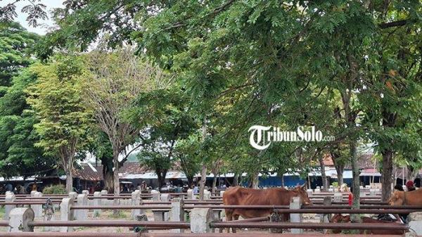 Suasana Pasar Hewan Nglangon, di Sragen, Senin (24/2/2025).