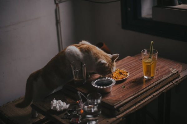 Ilustrasi Penyebab Kucing Pilih-Pilih Makanan dan Cara Mengatasinya, Foto: Pexels/Sheep .