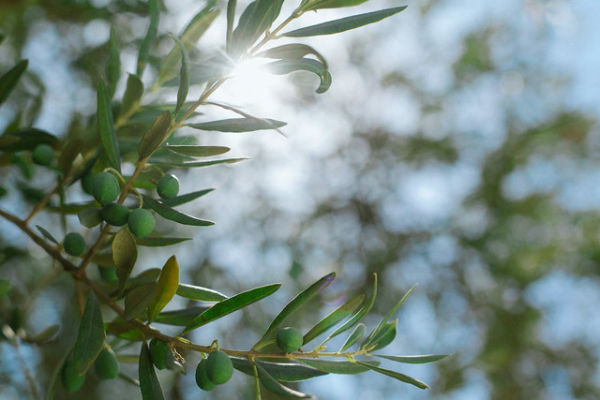 Penjelasan ending The White Olive Tree,Pexels/Maria Orlova