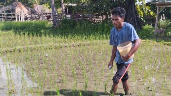 TABUR PUPUK- Pose salah satu anggota Kelompok Tani Sinar Naikefi saat menyebarkan pupuk di lahan pertanian.