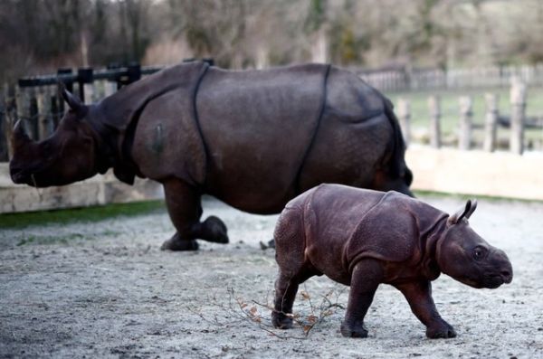 Sonai, bayi badak India berusia dua bulan, dan ibunya Sundara terlihat di kandang taman hewan Branfere di Le Guerno, Brittany, Prancis. Foto: Stephane Mahe/REUTERS