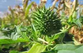 Gokhru: Ayurvedic miraculous plant that gives relief in many diseases