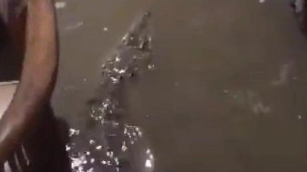 PENAMPAKAN BUAYA - Seekor buaya membuat heboh saat masuk ke rumah warga di Kampung Kedaung, Babelan, Kabupaten Bekasi, Jawa Barat. Buaya itu masuk rumah warga bersamaan banjir pada Selasa (28/1/2025) malam. Buaya saat diabadikan dalam video milik pemilik rumah @rafialfareal.