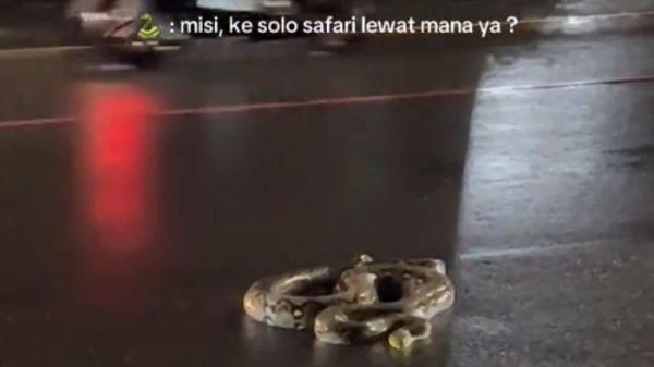Tangkapan layar video yang memperlihatkan ular piton