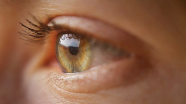 eyes eyelash shedding season
