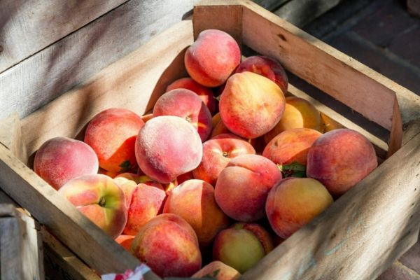 A crate of peaches. Illustration photo by Unsplash