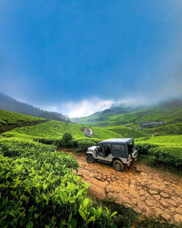 This may contain: a jeep driving down a dirt road in the middle of tea fields