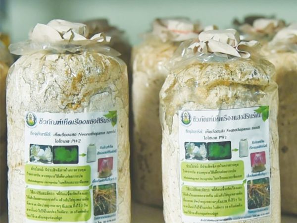 หลาก&หลาย - เจ๋ง!ใช้เห็ดเรืองแสงสิรินรัศมี คุมโรคราก-โคนเน่าทุเรียน