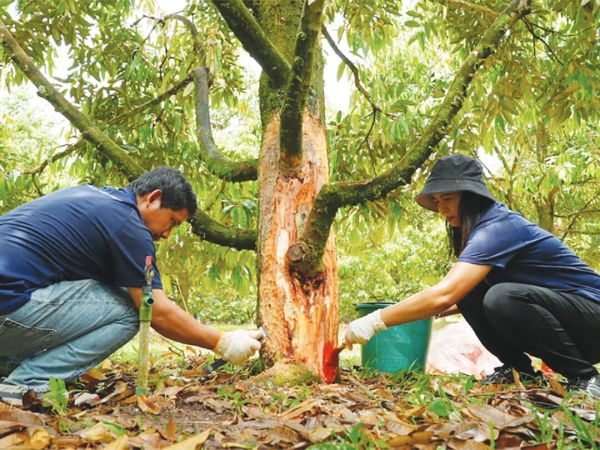 หลาก&หลาย - เจ๋ง!ใช้เห็ดเรืองแสงสิรินรัศมี คุมโรคราก-โคนเน่าทุเรียน