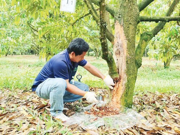 หลาก&หลาย - เจ๋ง!ใช้เห็ดเรืองแสงสิรินรัศมี คุมโรคราก-โคนเน่าทุเรียน