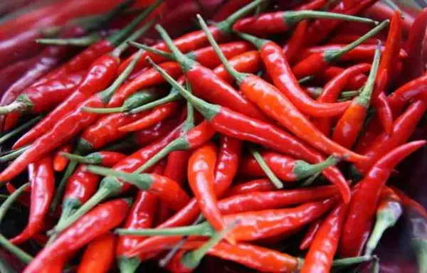 न बनाएं मिर्च-मसालों से दूरी, तीखा खाएंगे तो लम्बी उम्र पाएंगे