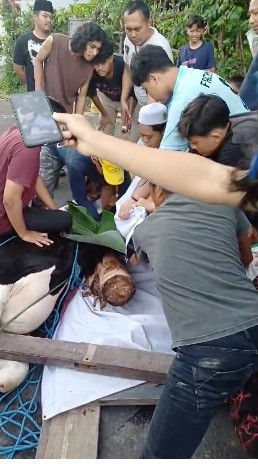 Petugas Damkar menyembelih sapi kurban yang mengamuk di Banyuwangi. Foto: Dok. Istimewa