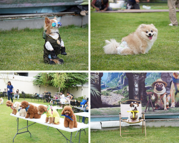 Dogvengers ปลุกพลังตลาดสัตว์เลี้ยง รับ “Dog Show 2025” ปลาย มิ.ย. นี้