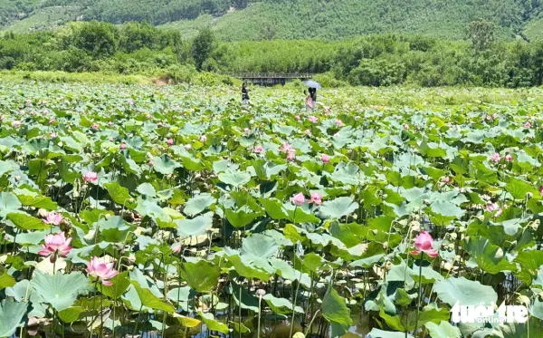 sen Trà Lý - Ảnh 1.