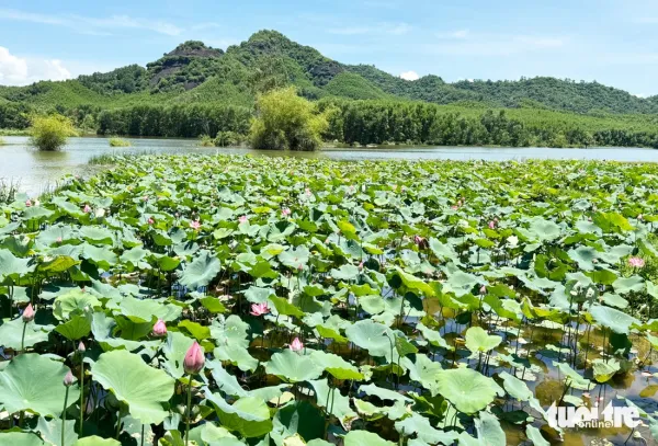 Đẹp ngỡ ngàng mùa sen Trà Lý, du khách ùn ùn đến check-in - Ảnh 4.