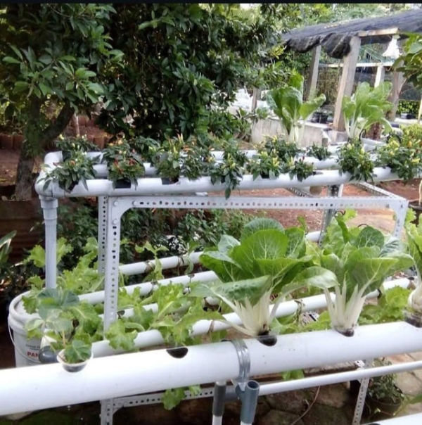 Sistem Hidroponik DFT. Sumber: dokumentasi pribadi