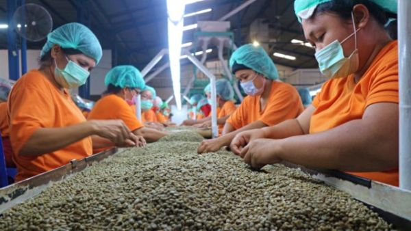 Para pekerja sedang menyortir biji kopi. Foto: Rahmat Utomo/kumparan