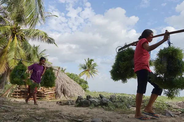 perempuan-pembudidaya-rumput-laut.jpg