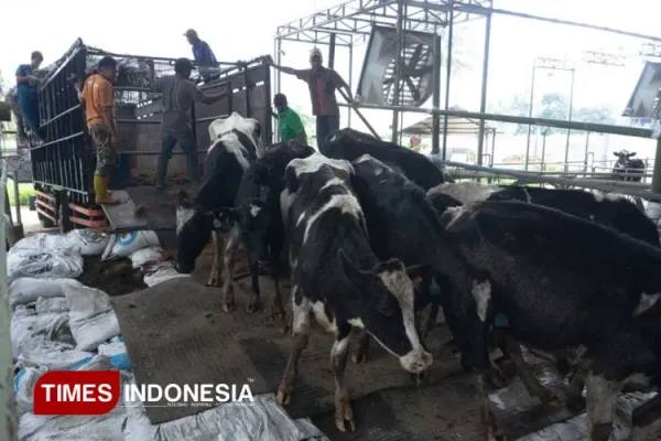 sapi-kan-jabung.jpg