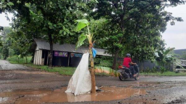 JALAN RUSAK - Kondisi Jalur Lingkar Selatan (JLS) atau Ring Road Tuban yang mengalami kerusakan dan ditanami pohon pisang, Jumat (23/5/2025)