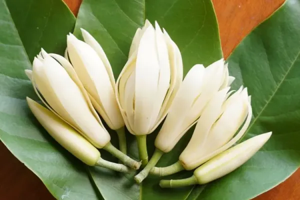 Bunga-Kantil.jpg
